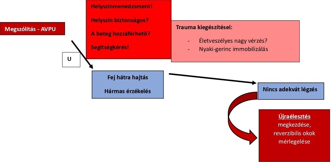 Outdoor elsősegélynyújtás – „C” keringés